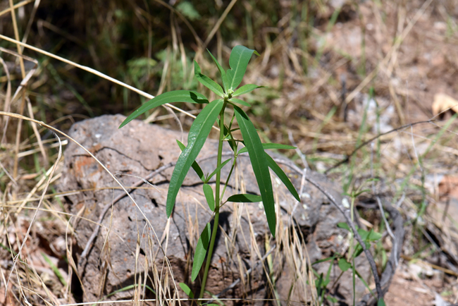 A shwu plant